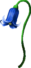 Fully Bloomed Bluebell
